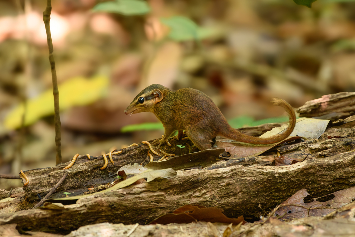 Northern Smooth-tailed Treeshrew, Cat Tien National Park, Vietnam Day 2 at the bird hide where this worm thief reappears. Asia,Cat Tien National Park,Dendrogale murina,Dong Nai,Geotagged,Northern Smooth-tailed Treeshrew,Spring,Vietnam,Vietnam 2025,Đồng Nai