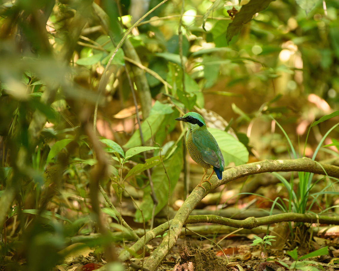 Bar-bellied Pitta, Cat Tien National Park, Vietnam Star of the show at day 2 in the bird hide at Cat Tien.<br />
<figure class="photo"><a href="https://www.jungledragon.com/image/170730/bar-bellied_pitta_cat_tien_national_park_vietnam.html" title="Bar-bellied Pitta, Cat Tien National Park, Vietnam"><img src="https://s3.amazonaws.com/media.jungledragon.com/images/2/170730_thumb.jpg?AWSAccessKeyId=05GMT0V3GWVNE7GGM1R2&Expires=1759968010&Signature=woRtalHKJeUWnm4XAD8JLDqFR0M%3D" width="200" height="162" alt="Bar-bellied Pitta, Cat Tien National Park, Vietnam Star of the show at day 2 in the bird hide at Cat Tien.<br />
https://www.jungledragon.com/image/170730/bar-bellied_pitta_cat_tien_national_park_vietnam.html<br />
https://www.jungledragon.com/image/170732/bar-bellied_pitta_cat_tien_national_park_vietnam.html<br />
https://www.jungledragon.com/image/170731/bar-bellied_pitta_cat_tien_national_park_vietnam.html Asia,Bar-bellied Pitta,Cat Tien National Park,Dong Nai,Geotagged,Hydrornis elliotii,Spring,Vietnam,Vietnam 2025,Đồng Nai" /></a></figure><br />
<figure class="photo"><a href="https://www.jungledragon.com/image/170732/bar-bellied_pitta_cat_tien_national_park_vietnam.html" title="Bar-bellied Pitta, Cat Tien National Park, Vietnam"><img src="https://s3.amazonaws.com/media.jungledragon.com/images/2/170732_thumb.jpg?AWSAccessKeyId=05GMT0V3GWVNE7GGM1R2&Expires=1759968010&Signature=nik%2Bu6I9QtUqxco22mzgBpI9cTQ%3D" width="200" height="152" alt="Bar-bellied Pitta, Cat Tien National Park, Vietnam Star of the show at day 2 in the bird hide at Cat Tien.<br />
https://www.jungledragon.com/image/170730/bar-bellied_pitta_cat_tien_national_park_vietnam.html<br />
https://www.jungledragon.com/image/170732/bar-bellied_pitta_cat_tien_national_park_vietnam.html<br />
https://www.jungledragon.com/image/170731/bar-bellied_pitta_cat_tien_national_park_vietnam.html Asia,Bar-bellied Pitta,Cat Tien National Park,Dong Nai,Geotagged,Hydrornis elliotii,Spring,Vietnam,Vietnam 2025,Đồng Nai" /></a></figure><br />
<figure class="photo"><a href="https://www.jungledragon.com/image/170731/bar-bellied_pitta_cat_tien_national_park_vietnam.html" title="Bar-bellied Pitta, Cat Tien National Park, Vietnam"><img src="https://s3.amazonaws.com/media.jungledragon.com/images/2/170731_thumb.jpg?AWSAccessKeyId=05GMT0V3GWVNE7GGM1R2&Expires=1759968010&Signature=NVX94%2BdLVhRlJFqSw8cI5jjC2nQ%3D" width="200" height="150" alt="Bar-bellied Pitta, Cat Tien National Park, Vietnam Star of the show at day 2 in the bird hide at Cat Tien.<br />
https://www.jungledragon.com/image/170730/bar-bellied_pitta_cat_tien_national_park_vietnam.html<br />
https://www.jungledragon.com/image/170732/bar-bellied_pitta_cat_tien_national_park_vietnam.html<br />
https://www.jungledragon.com/image/170731/bar-bellied_pitta_cat_tien_national_park_vietnam.html Asia,Bar-bellied Pitta,Cat Tien National Park,Dong Nai,Geotagged,Hydrornis elliotii,Spring,Vietnam,Vietnam 2025,Đồng Nai" /></a></figure> Asia,Bar-bellied Pitta,Cat Tien National Park,Dong Nai,Geotagged,Hydrornis elliotii,Spring,Vietnam,Vietnam 2025,Đồng Nai