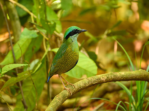 Bar-bellied Pitta, Cat Tien National Park, Vietnam Star of the show at day 2 in the bird hide at Cat Tien.
https://www.jungledragon.com/image/170730/bar-bellied_pitta_cat_tien_national_park_vietnam.html
https://www.jungledragon.com/image/170732/bar-bellied_pitta_cat_tien_national_park_vietnam.html
https://www.jungledragon.com/image/170731/bar-bellied_pitta_cat_tien_national_park_vietnam.html Asia,Bar-bellied Pitta,Cat Tien National Park,Dong Nai,Geotagged,Hydrornis elliotii,Spring,Vietnam,Vietnam 2025,Đồng Nai
