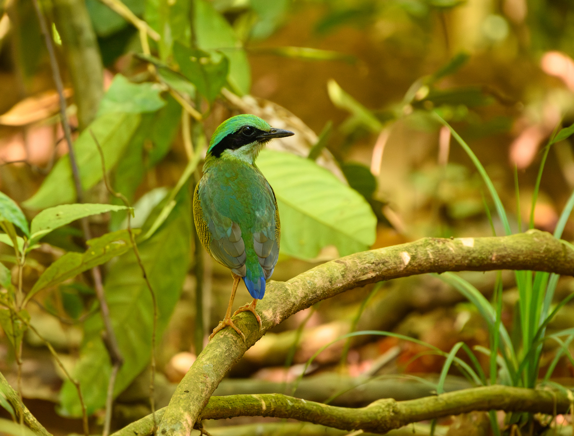 Bar-bellied Pitta, Cat Tien National Park, Vietnam Star of the show at day 2 in the bird hide at Cat Tien.<br />
<figure class="photo"><a href="https://www.jungledragon.com/image/170730/bar-bellied_pitta_cat_tien_national_park_vietnam.html" title="Bar-bellied Pitta, Cat Tien National Park, Vietnam"><img src="https://s3.amazonaws.com/media.jungledragon.com/images/2/170730_thumb.jpg?AWSAccessKeyId=05GMT0V3GWVNE7GGM1R2&Expires=1763596810&Signature=qgwA3geaixlqTyA1pqcDRsJqih4%3D" width="200" height="162" alt="Bar-bellied Pitta, Cat Tien National Park, Vietnam Star of the show at day 2 in the bird hide at Cat Tien.<br />
https://www.jungledragon.com/image/170730/bar-bellied_pitta_cat_tien_national_park_vietnam.html<br />
https://www.jungledragon.com/image/170732/bar-bellied_pitta_cat_tien_national_park_vietnam.html<br />
https://www.jungledragon.com/image/170731/bar-bellied_pitta_cat_tien_national_park_vietnam.html Asia,Bar-bellied Pitta,Cat Tien National Park,Dong Nai,Geotagged,Hydrornis elliotii,Spring,Vietnam,Vietnam 2025,Đồng Nai" /></a></figure><br />
<figure class="photo"><a href="https://www.jungledragon.com/image/170732/bar-bellied_pitta_cat_tien_national_park_vietnam.html" title="Bar-bellied Pitta, Cat Tien National Park, Vietnam"><img src="https://s3.amazonaws.com/media.jungledragon.com/images/2/170732_thumb.jpg?AWSAccessKeyId=05GMT0V3GWVNE7GGM1R2&Expires=1763596810&Signature=zI3XvqmNqLPYeGnm3WOktcxx6dk%3D" width="200" height="152" alt="Bar-bellied Pitta, Cat Tien National Park, Vietnam Star of the show at day 2 in the bird hide at Cat Tien.<br />
https://www.jungledragon.com/image/170730/bar-bellied_pitta_cat_tien_national_park_vietnam.html<br />
https://www.jungledragon.com/image/170732/bar-bellied_pitta_cat_tien_national_park_vietnam.html<br />
https://www.jungledragon.com/image/170731/bar-bellied_pitta_cat_tien_national_park_vietnam.html Asia,Bar-bellied Pitta,Cat Tien National Park,Dong Nai,Geotagged,Hydrornis elliotii,Spring,Vietnam,Vietnam 2025,Đồng Nai" /></a></figure><br />
<figure class="photo"><a href="https://www.jungledragon.com/image/170731/bar-bellied_pitta_cat_tien_national_park_vietnam.html" title="Bar-bellied Pitta, Cat Tien National Park, Vietnam"><img src="https://s3.amazonaws.com/media.jungledragon.com/images/2/170731_thumb.jpg?AWSAccessKeyId=05GMT0V3GWVNE7GGM1R2&Expires=1763596810&Signature=CbpV%2F3JFaW%2Fgo7GW73I5jP94%2Fdo%3D" width="200" height="150" alt="Bar-bellied Pitta, Cat Tien National Park, Vietnam Star of the show at day 2 in the bird hide at Cat Tien.<br />
https://www.jungledragon.com/image/170730/bar-bellied_pitta_cat_tien_national_park_vietnam.html<br />
https://www.jungledragon.com/image/170732/bar-bellied_pitta_cat_tien_national_park_vietnam.html<br />
https://www.jungledragon.com/image/170731/bar-bellied_pitta_cat_tien_national_park_vietnam.html Asia,Bar-bellied Pitta,Cat Tien National Park,Dong Nai,Geotagged,Hydrornis elliotii,Spring,Vietnam,Vietnam 2025,Đồng Nai" /></a></figure> Asia,Bar-bellied Pitta,Cat Tien National Park,Dong Nai,Geotagged,Hydrornis elliotii,Spring,Vietnam,Vietnam 2025,Đồng Nai