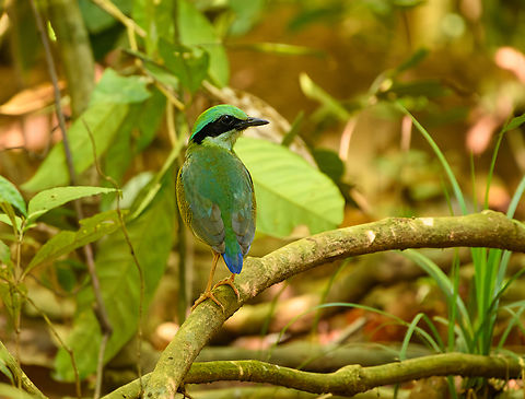 Bar-bellied Pitta, Cat Tien National Park, Vietnam Star of the show at day 2 in the bird hide at Cat Tien.
https://www.jungledragon.com/image/170730/bar-bellied_pitta_cat_tien_national_park_vietnam.html
https://www.jungledragon.com/image/170732/bar-bellied_pitta_cat_tien_national_park_vietnam.html
https://www.jungledragon.com/image/170731/bar-bellied_pitta_cat_tien_national_park_vietnam.html Asia,Bar-bellied Pitta,Cat Tien National Park,Dong Nai,Geotagged,Hydrornis elliotii,Spring,Vietnam,Vietnam 2025,Đồng Nai