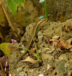 Common Sun Skink, Cat Tien National Park, Vietnam  Asia,Cat Tien National Park,Common Sun Skink,Dong Nai,Eutropis multifasciata,Geotagged,Spring,Vietnam,Vietnam 2025,Đồng Nai