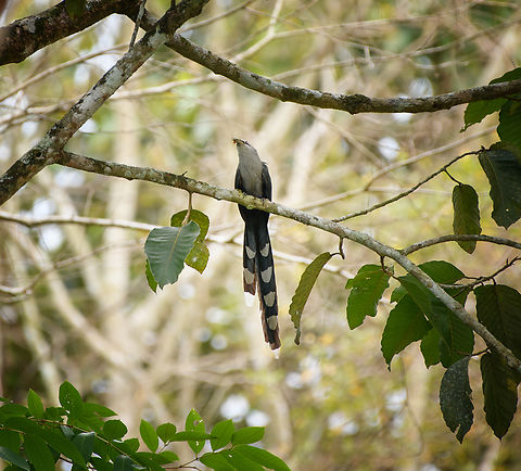 Green-billed Malkoha, Cat Tien National Park, Vietnam  Asia,Cat Tien National Park,Dong Nai,Geotagged,Green-billed Malkoha,Phaenicophaeus tristis,Spring,Vietnam,Vietnam 2025,Đồng Nai
