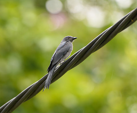 Ashy Drongo, Cat Tien National Park, Vietnam  Ashy Drongo,Asia,Cat Tien National Park,Dicrurus leucophaeus,Dong Nai,Geotagged,Spring,Vietnam,Vietnam 2025,Đồng Nai