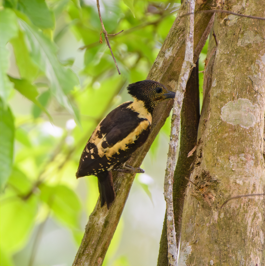Black-and-buff Woodpecker, Cat Tien National Park, Vietnam Not often photographed and a very atypical appearance for a woodpecker. Asia,Black-and-buff woodpecker,Cat Tien National Park,Dong Nai,Geotagged,Meiglyptes jugularis,Spring,Vietnam,Vietnam 2025,Đồng Nai
