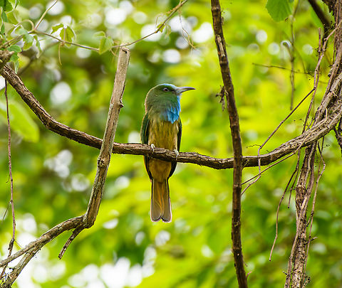 Blue-bearded Bee-Eater, Cat Tien National Park, Vietnam  Asia,Cat Tien National Park,Dong Nai,Geotagged,Nyctyornis athertoni,Spring,Vietnam,Vietnam 2025,blue bearded bee eater,Đồng Nai