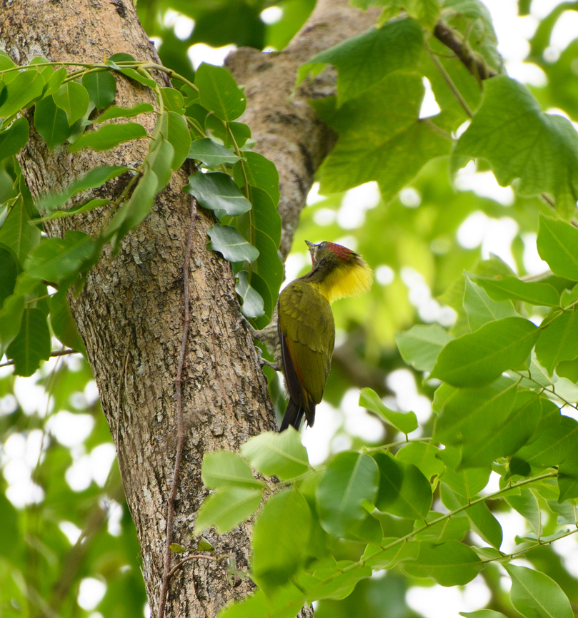Lesser Yellownape, Cat Tien National Park, Vietnam  Asia,Cat Tien National Park,Dong Nai,Geotagged,Picus chlorolophus,Spring,Vietnam,Vietnam 2025,lesser yellownape,Đồng Nai