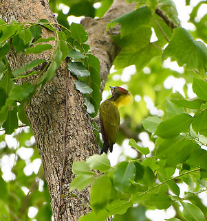 Lesser Yellownape, Cat Tien National Park, Vietnam Asia,Cat Tien National Park,Dong Nai,Geotagged,Picus chlorolophus,Spring,Vietnam,Vietnam 2025,lesser yellownape,Đồng Nai