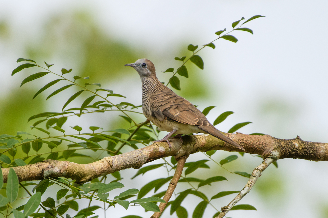 Zebra Dove, Cat Tien National Park, Vietnam  Asia,Cat Tien National Park,Dong Nai,Geopelia striata,Geotagged,Spring,Vietnam,Vietnam 2025,Zebra Dove,Đồng Nai