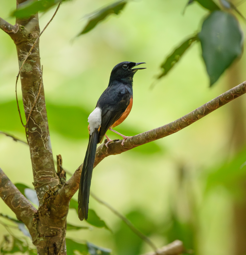 White-rumped Shama near nest, Cat Tien National Park, Vietnam  Asia,Cat Tien National Park,Copsychus malabaricus,Dong Nai,Geotagged,Spring,Vietnam,Vietnam 2025,White-rumped Shama,Đồng Nai