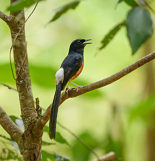 White-rumped Shama near nest, Cat Tien National Park, Vietnam  Asia,Cat Tien National Park,Copsychus malabaricus,Dong Nai,Geotagged,Spring,Vietnam,Vietnam 2025,White-rumped Shama,Đồng Nai
