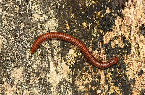 Round-backed Millipede, Cat Tien National Park, Vietnam  Asia,Cat Tien National Park,Dong Nai,Geotagged,Spring,Vietnam,Vietnam 2025,Đồng Nai