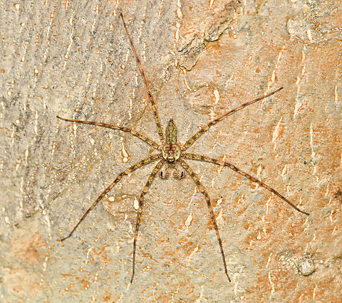 Lichen Huntsman (Pandercetes sp.), Cat Tien National Park, Vietnam  Asia,Cat Tien National Park,Dong Nai,Geotagged,Spring,Vietnam,Vietnam 2025,Đồng Nai