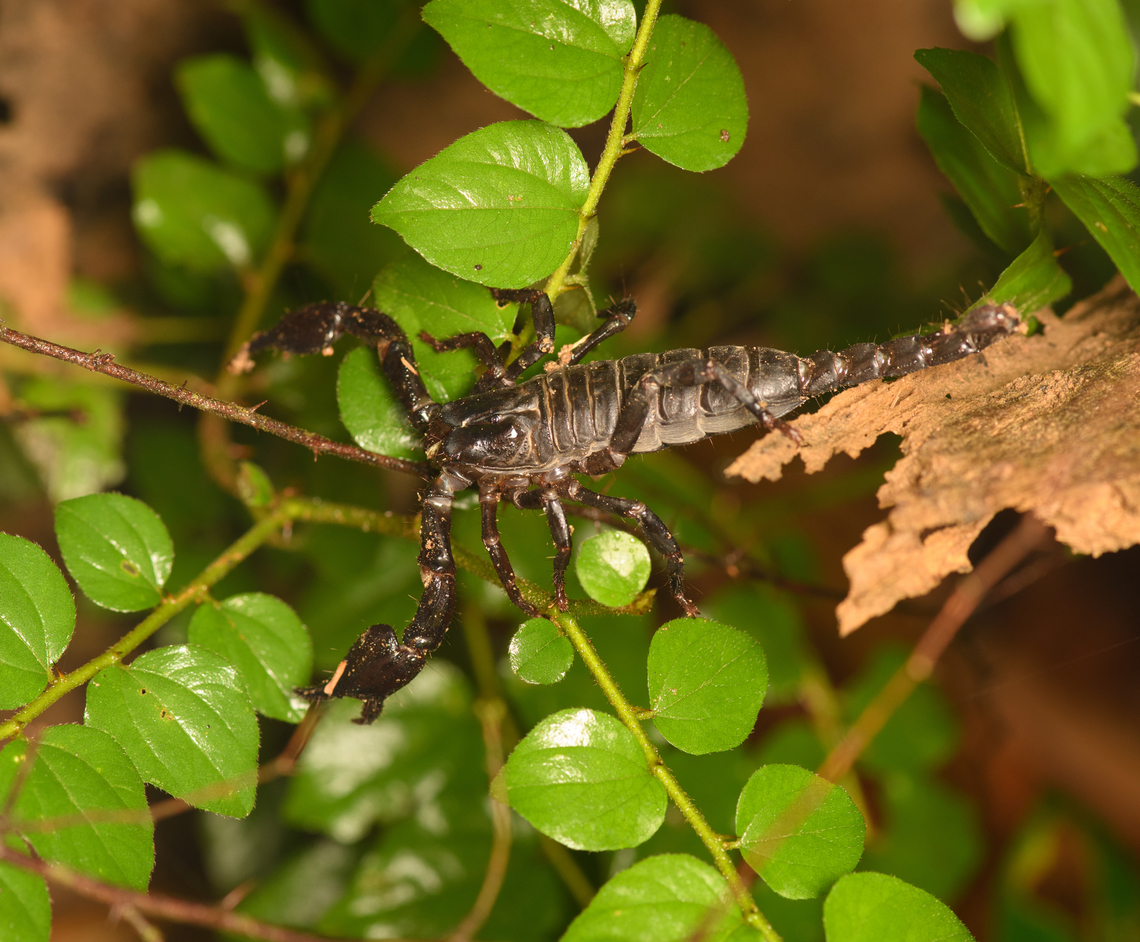 Scorpion, Cat Tien National Park, Vietnam Might be Heterometrus silenus, but I'm not sure. Asia,Cat Tien National Park,Dong Nai,Geotagged,Spring,Vietnam,Vietnam 2025,Đồng Nai