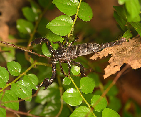 Scorpion, Cat Tien National Park, Vietnam Might be Heterometrus silenus, but I'm not sure. Asia,Cat Tien National Park,Dong Nai,Geotagged,Spring,Vietnam,Vietnam 2025,Đồng Nai