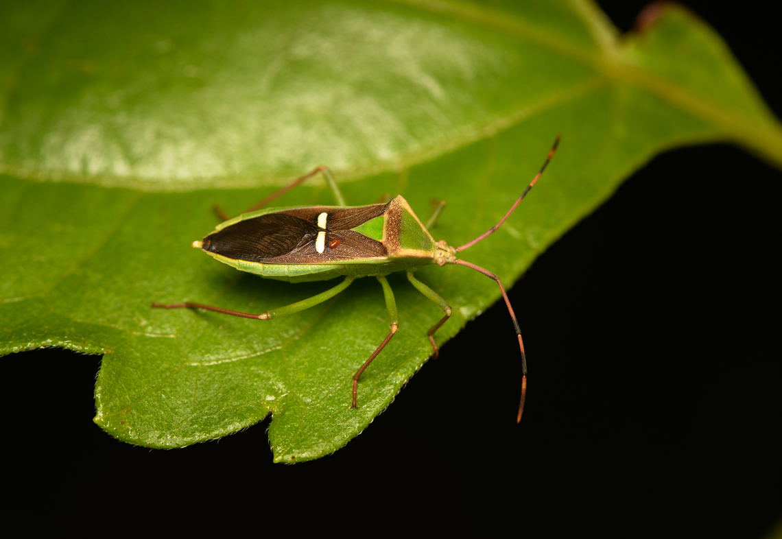Stink bug, Cat Tien National Park, Vietnam Did not manage to find a convincing ID yet. Asia,Cat Tien National Park,Dong Nai,Geotagged,Spring,Vietnam,Vietnam 2025,Đồng Nai