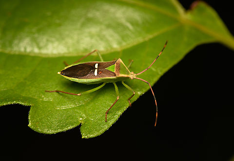 Stink bug, Cat Tien National Park, Vietnam Did not manage to find a convincing ID yet. Asia,Cat Tien National Park,Dong Nai,Geotagged,Spring,Vietnam,Vietnam 2025,Đồng Nai