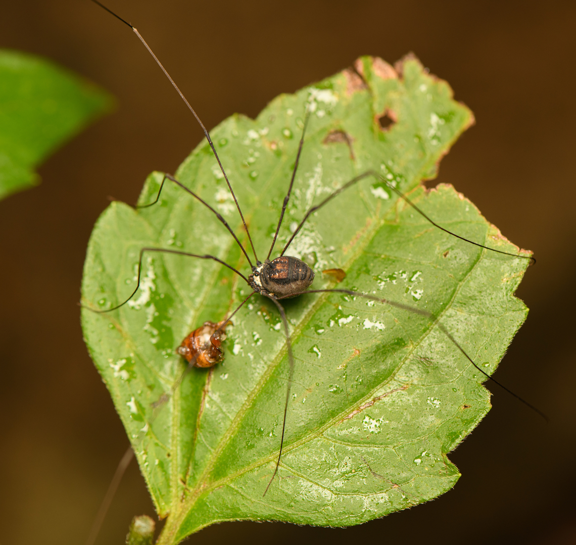 Harvestman, Cat Tien National Park, Vietnam Possibly Gagrella sp. Asia,Cat Tien National Park,Dong Nai,Geotagged,Spring,Vietnam,Vietnam 2025,Đồng Nai