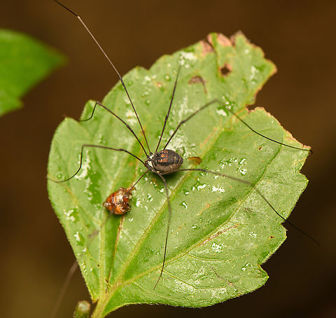 Harvestman, Cat Tien National Park, Vietnam Possibly Gagrella sp. Asia,Cat Tien National Park,Dong Nai,Geotagged,Spring,Vietnam,Vietnam 2025,Đồng Nai