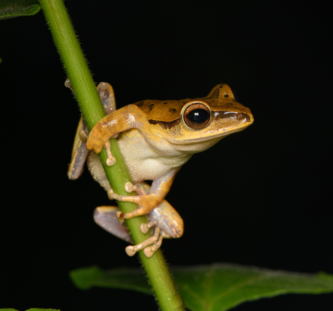 Spot-legged Tree Frog, Cat Tien National Park, Vietnam  Asia,Brown Tree Frog,Cat Tien National Park,Dong Nai,Geotagged,Polypedates megacephalus,Spring,Vietnam,Vietnam 2025,Đồng Nai