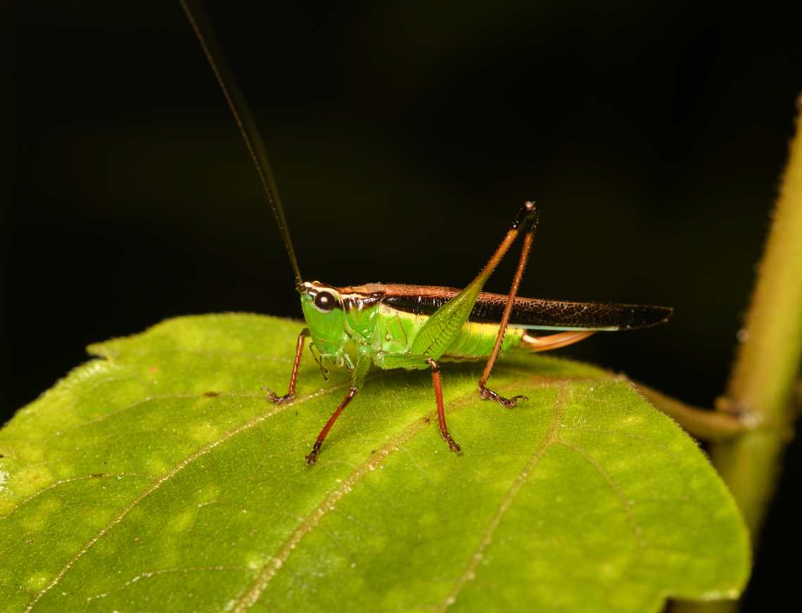 Conocephalus melaenus, Cat Tien National Park, Vietnam  Asia,Cat Tien National Park,Conocephalus melaenus,Dong Nai,Geotagged,Spring,Vietnam,Vietnam 2025,Đồng Nai