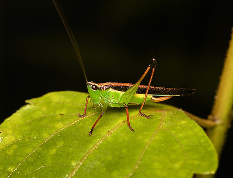 Conocephalus melaenus, Cat Tien National Park, Vietnam  Asia,Cat Tien National Park,Conocephalus melaenus,Dong Nai,Geotagged,Spring,Vietnam,Vietnam 2025,Đồng Nai
