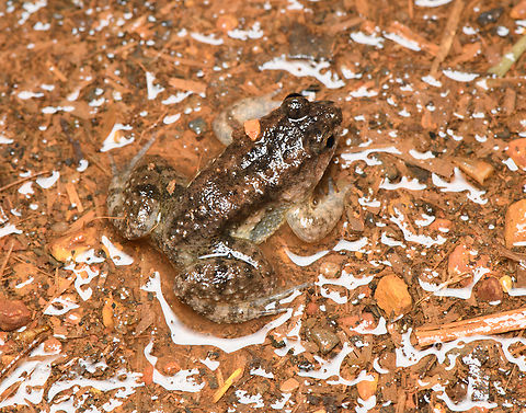 Unknown frog, Cat Tien National Park, Vietnam  Asia,Cat Tien National Park,Dong Nai,Geotagged,Spring,Vietnam,Vietnam 2025,Đồng Nai