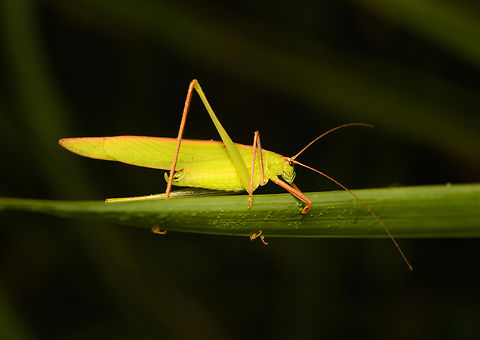 Ducetia Japonica, Cat Tien National Park, Vietnam  Asia,Cat Tien National Park,Dong Nai,Ducetia japonica,Dugesia japonica,Geotagged,Spring,Vietnam,Vietnam 2025,Đồng Nai