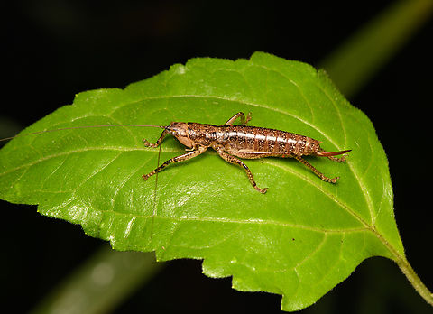 Spine-headed Katydid, Cat Tien National Park, Vietnam Tribe Agraeciini Asia,Cat Tien National Park,Dong Nai,Geotagged,Spring,Vietnam,Vietnam 2025,Đồng Nai