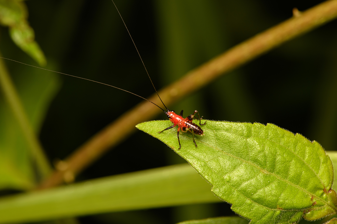 Conocephalus melaenus (juvenile), Cat Tien National Park, Vietnam  Asia,Black-kneed Meadow Katydid,Cat Tien National Park,Conocephalus melaenus,Dong Nai,Geotagged,Spring,Vietnam,Vietnam 2025,Đồng Nai
