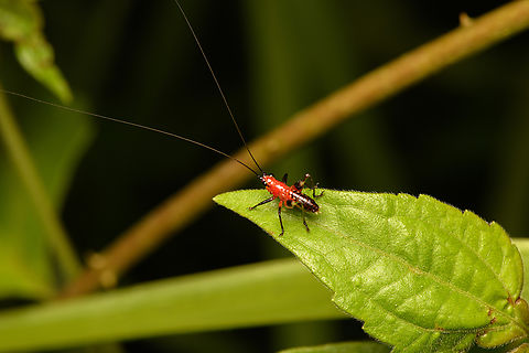 Conocephalus melaenus (juvenile), Cat Tien National Park, Vietnam  Asia,Black-kneed Meadow Katydid,Cat Tien National Park,Conocephalus melaenus,Dong Nai,Geotagged,Spring,Vietnam,Vietnam 2025,Đồng Nai