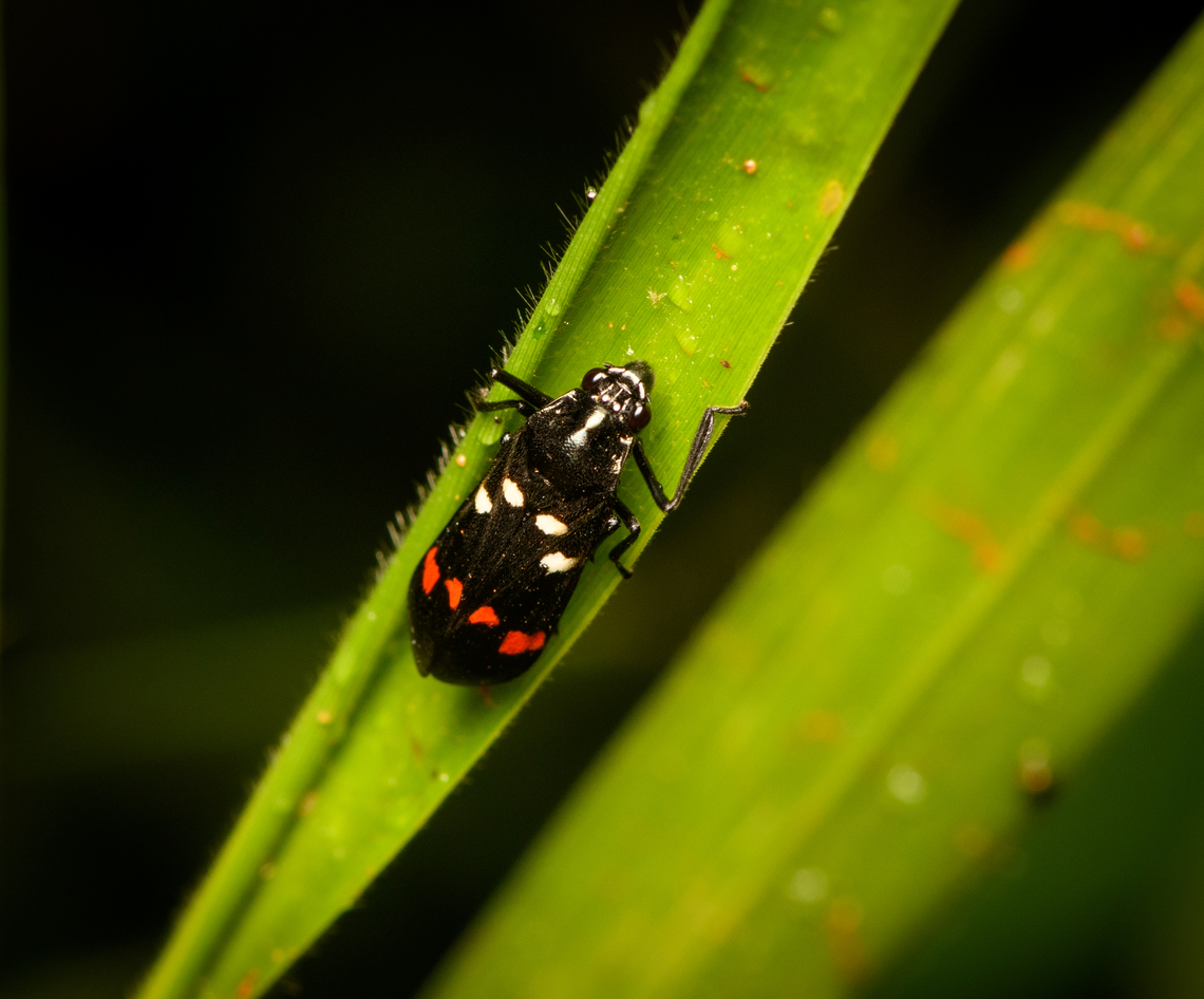 Sugarcane Spittlebug, Cat Tien National Park, Vietnam  Asia,Callitettix versicolor,Cat Tien National Park,Dong Nai,Geotagged,Spring,Sugarcane Spittlebug,Vietnam,Vietnam 2025,Đồng Nai