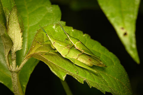 Atractomorpha similis, Cat Tien National Park, Vietnam  Asia,Atractomorpha similis,Cat Tien National Park,Dong Nai,Geotagged,Spring,Vietnam,Vietnam 2025,Đồng Nai