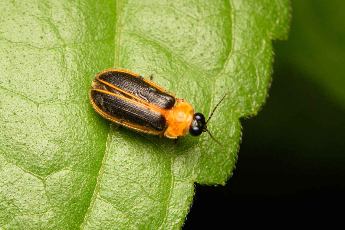 Asymmetricata circumdata, Cat Tien National Park, Vietnam  Asia,Asymmetricata circumdata,Cat Tien National Park,Dark-winged Aquatic Firefly,Dong Nai,Geotagged,Spring,Vietnam,Vietnam 2025,Đồng Nai