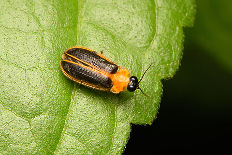 Asymmetricata circumdata, Cat Tien National Park, Vietnam  Asia,Asymmetricata circumdata,Cat Tien National Park,Dark-winged Aquatic Firefly,Dong Nai,Geotagged,Spring,Vietnam,Vietnam 2025,Đồng Nai