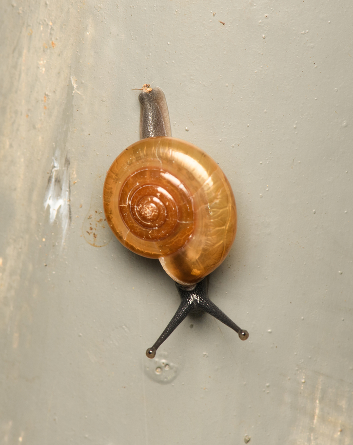 Sarika resplendens, Cat Tien National Park, Vietnam  Asia,Cat Tien National Park,Dong Nai,Geotagged,Sarika resplendens,Spring,Vietnam,Vietnam 2025,Đồng Nai