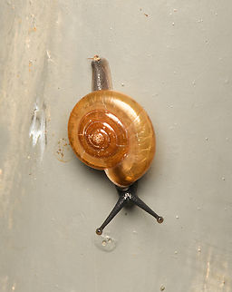 Sarika resplendens, Cat Tien National Park, Vietnam  Asia,Cat Tien National Park,Dong Nai,Geotagged,Sarika resplendens,Spring,Vietnam,Vietnam 2025,Đồng Nai