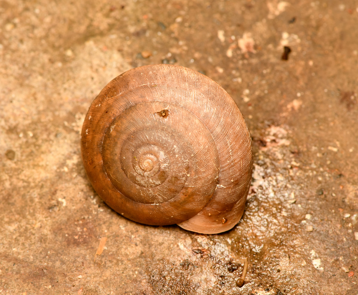 Snail, Cat Tien National Park, Vietnam ID candidates found so far are Sarika siamensis and Hemiplecta humphreysiana. Asia,Cat Tien National Park,Dong Nai,Geotagged,Spring,Vietnam,Vietnam 2025,Đồng Nai