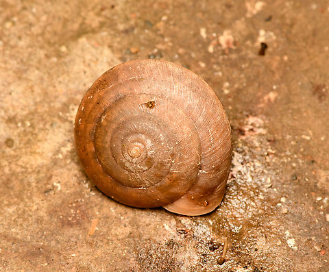 Snail, Cat Tien National Park, Vietnam ID candidates found so far are Sarika siamensis and Hemiplecta humphreysiana. Asia,Cat Tien National Park,Dong Nai,Geotagged,Spring,Vietnam,Vietnam 2025,Đồng Nai