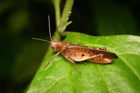Eucoptacra binghami, Cat Tien National Park, Vietnam  Asia,Cat Tien National Park,Dong Nai,Eucoptacra binghami,Geotagged,Spring,Vietnam,Vietnam 2025,Đồng Nai