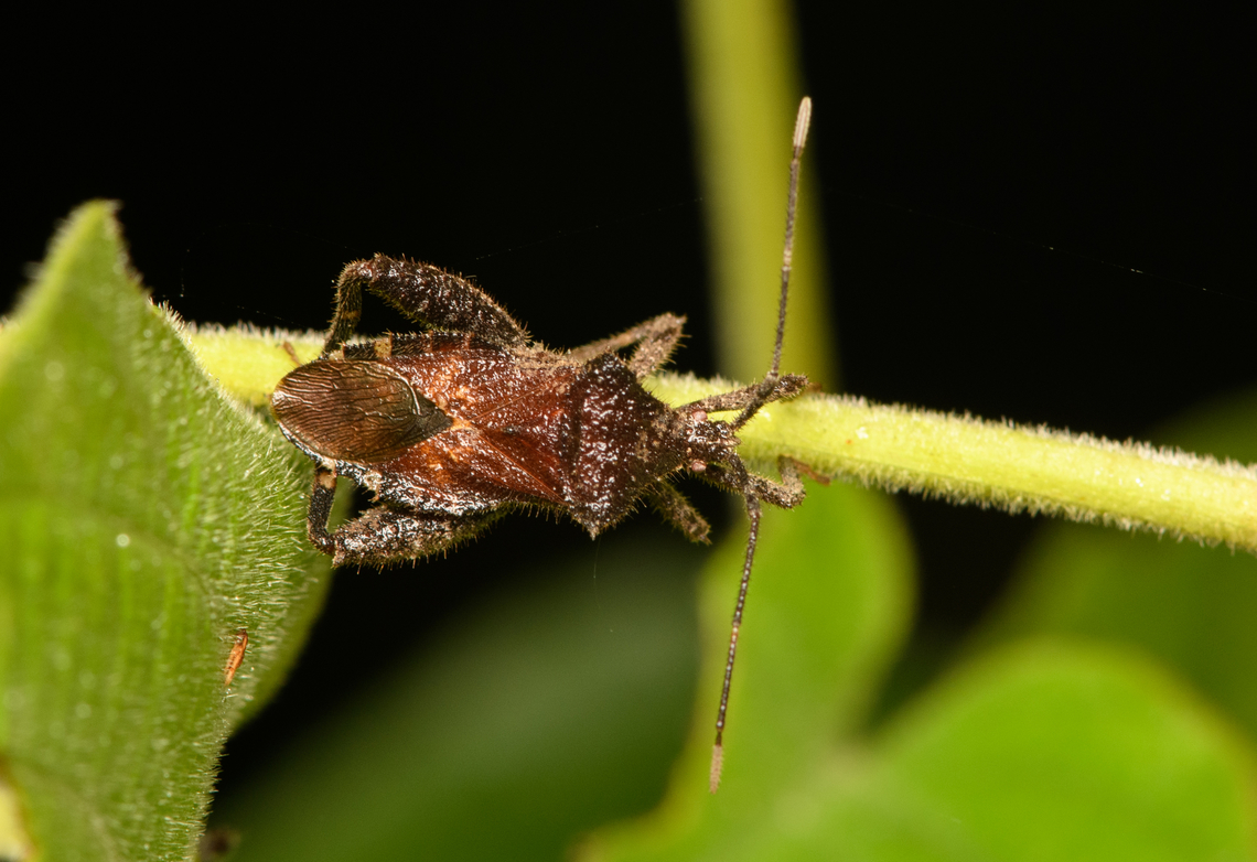 Assassin bug, Cat Tien National Park, Vietnam  Asia,Cat Tien National Park,Dong Nai,Geotagged,Spring,Vietnam,Vietnam 2025,Đồng Nai