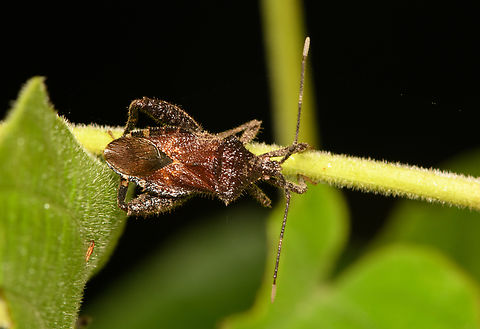 Assassin bug, Cat Tien National Park, Vietnam  Asia,Cat Tien National Park,Dong Nai,Geotagged,Spring,Vietnam,Vietnam 2025,Đồng Nai