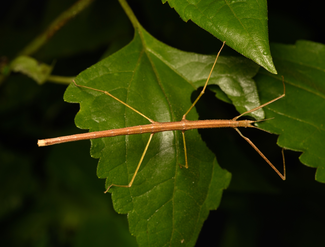 Stick insect, Cat Tien National Park, Vietnam  Asia,Cat Tien National Park,Dong Nai,Geotagged,Spring,Vietnam,Vietnam 2025,Đồng Nai