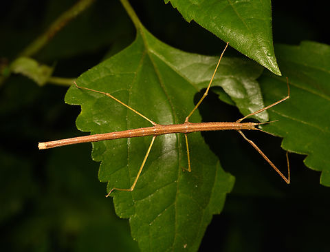 Stick insect, Cat Tien National Park, Vietnam  Asia,Cat Tien National Park,Dong Nai,Geotagged,Spring,Vietnam,Vietnam 2025,Đồng Nai