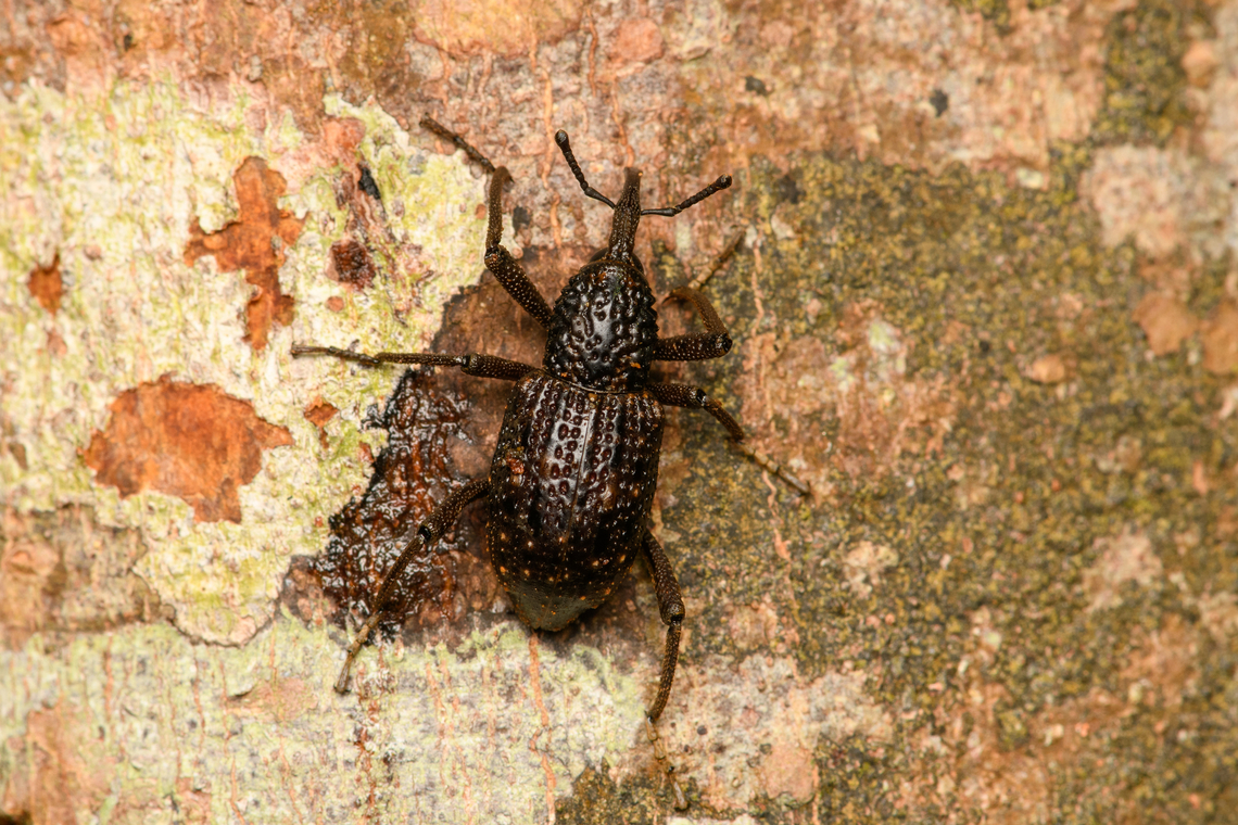 Snout weevil, Cat Tien National Park, Vietnam  Asia,Cat Tien National Park,Dong Nai,Geotagged,Spring,Vietnam,Vietnam 2025,Đồng Nai