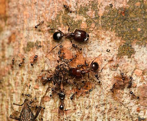 Big-headed ants, Cat Tien National Park, Vietnam Devouring a weevil. Asia,Cat Tien National Park,Dong Nai,Geotagged,Spring,Vietnam,Vietnam 2025,Đồng Nai