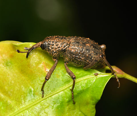Sipalinus gigas, Cat Tien National Park, Vietnam  Asia,Cat Tien National Park,Dong Nai,Geotagged,Sipalinus gigas,Spring,Vietnam,Vietnam 2025,Đồng Nai