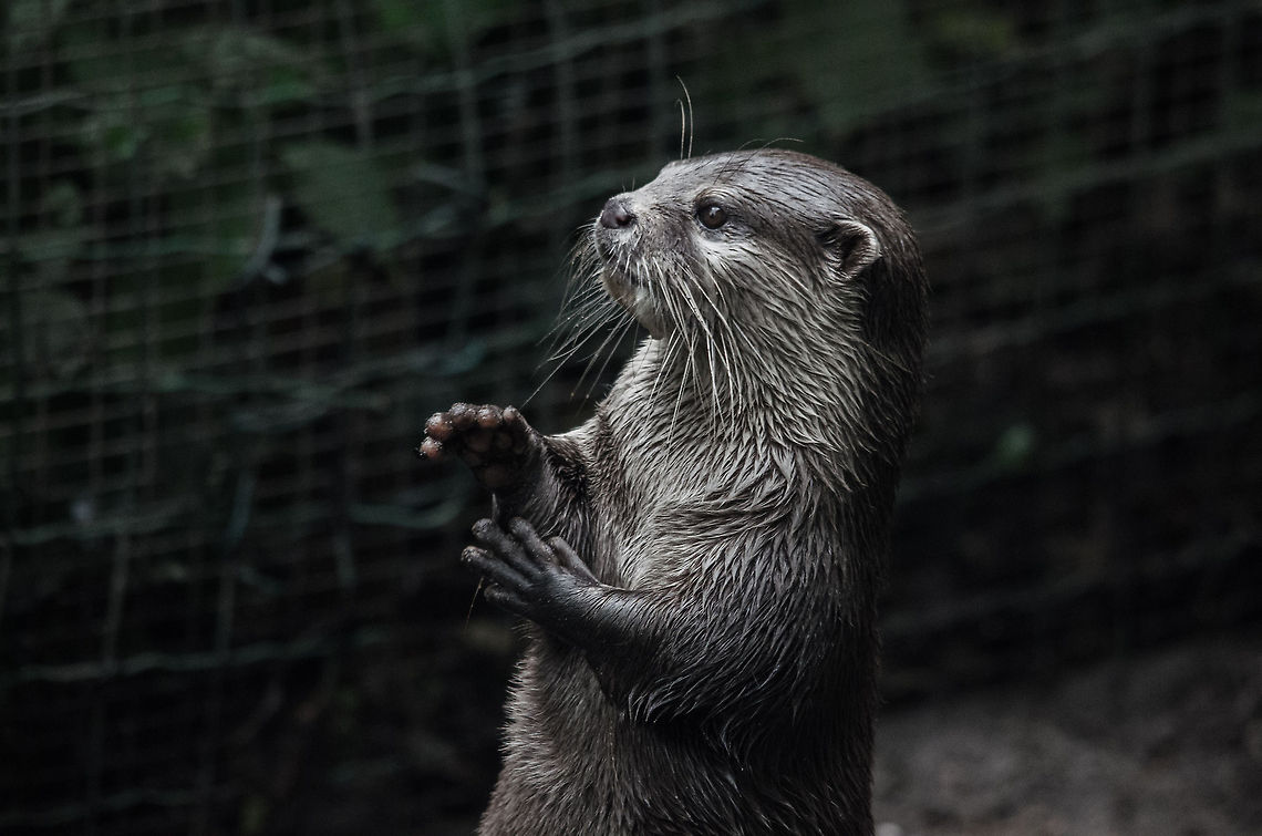 Greedy Oriental small-clawed otter at Epe Zoo An Oriental small-clawed otter at Epe Zoo visually communicates the minimum fish portion expected to its caretakers. Aonyx cinerea,Epe,Europe,Geotagged,Netherlands,Oriental small-clawed otter,The Netherlands,Wissel