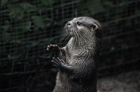 Greedy Oriental small-clawed otter at Epe Zoo An Oriental small-clawed otter at Epe Zoo visually communicates the minimum fish portion expected to its caretakers. Aonyx cinerea,Epe,Europe,Geotagged,Netherlands,Oriental small-clawed otter,The Netherlands,Wissel