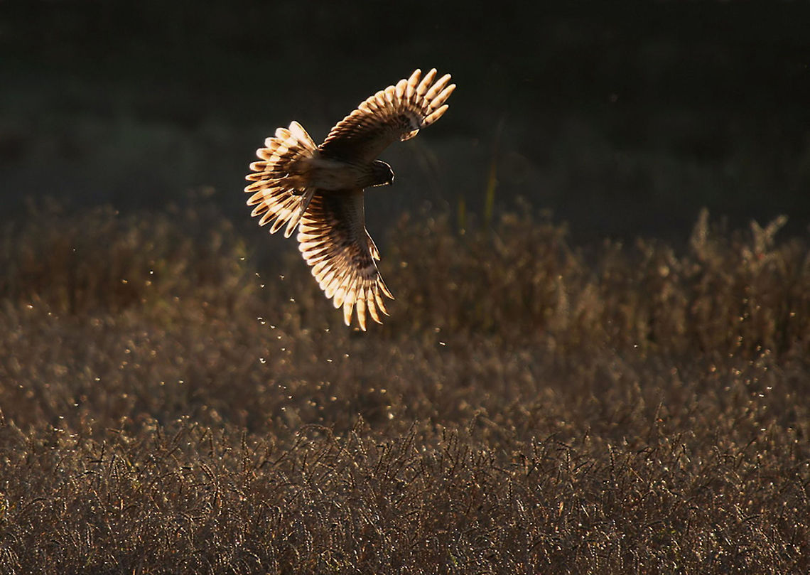 Hen Harrier hunting Awesome capture by @Henrik Just of a Hen Harrier in flight. Look at that lighting. Birds,Circus cyaneus,Falconiformes,Hen Harrier,Hunt